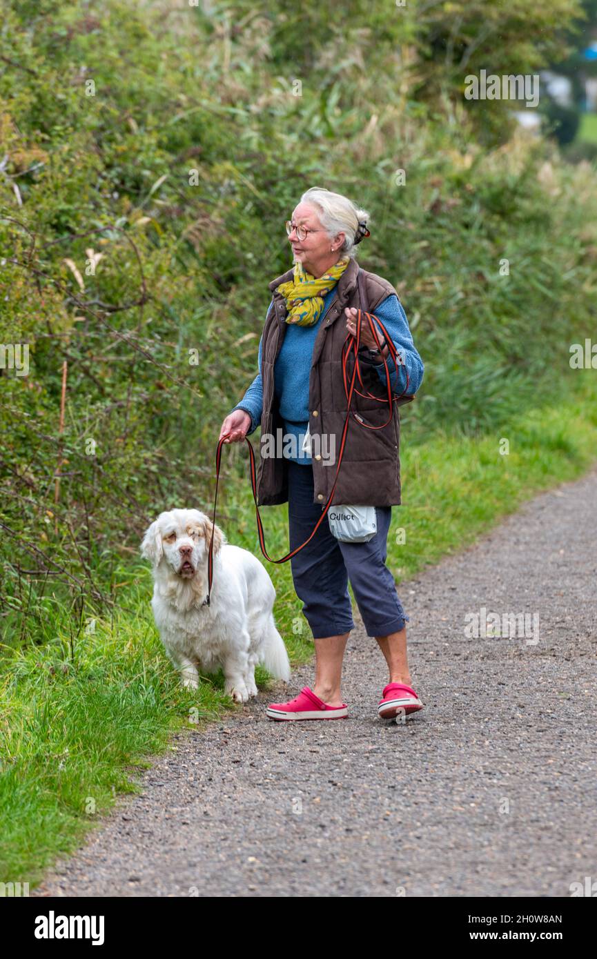 older middle-aged lady wlking her dog a clumber spaniel on a pathway in the countryside. pet dog, clumber spaniel, large breed of spaniel, dog walker. Stock Photo