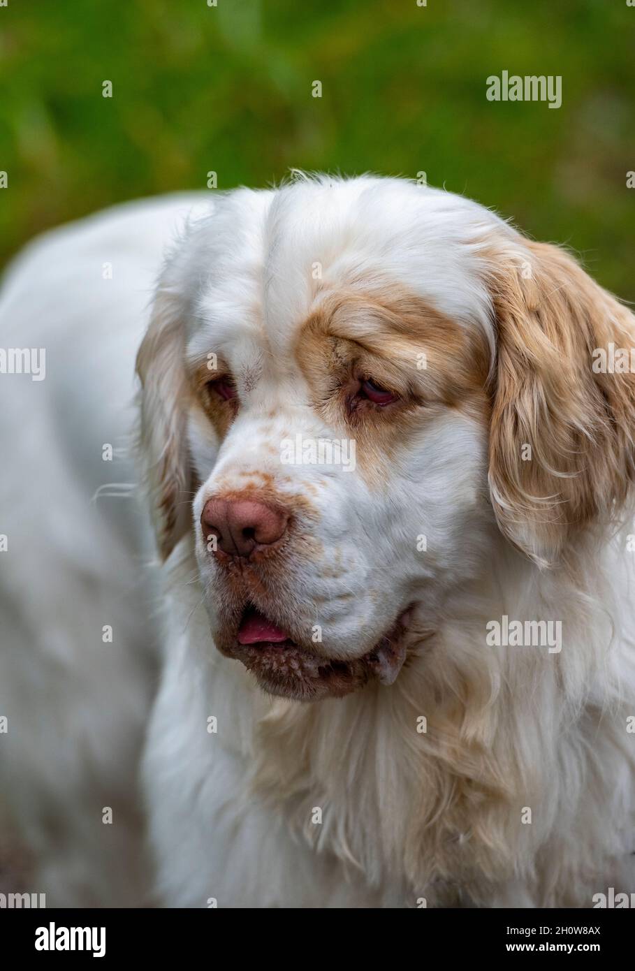 Clumber spaniel looking at camera head and shoulder. Large breed of English spaniel, clumber spaniel Stock Photo