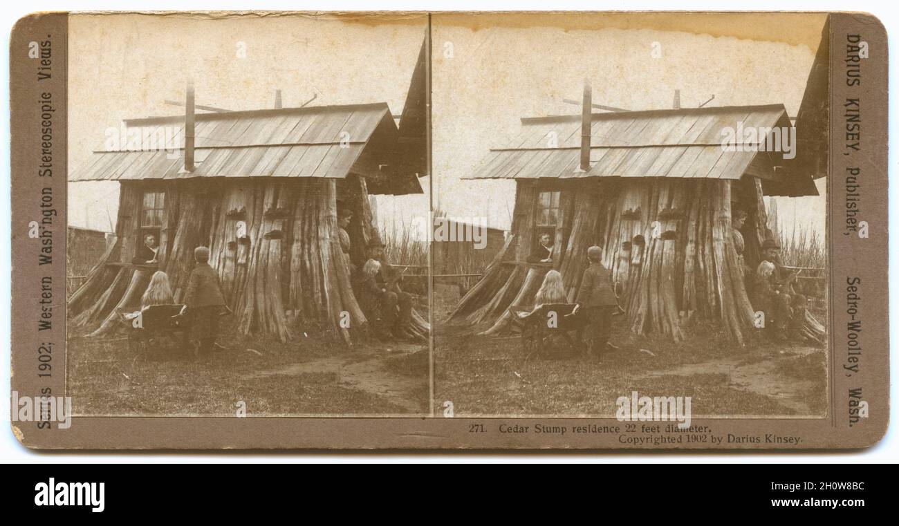 Stereoview of a cedar tree stump house, 1902. Photography by Darius