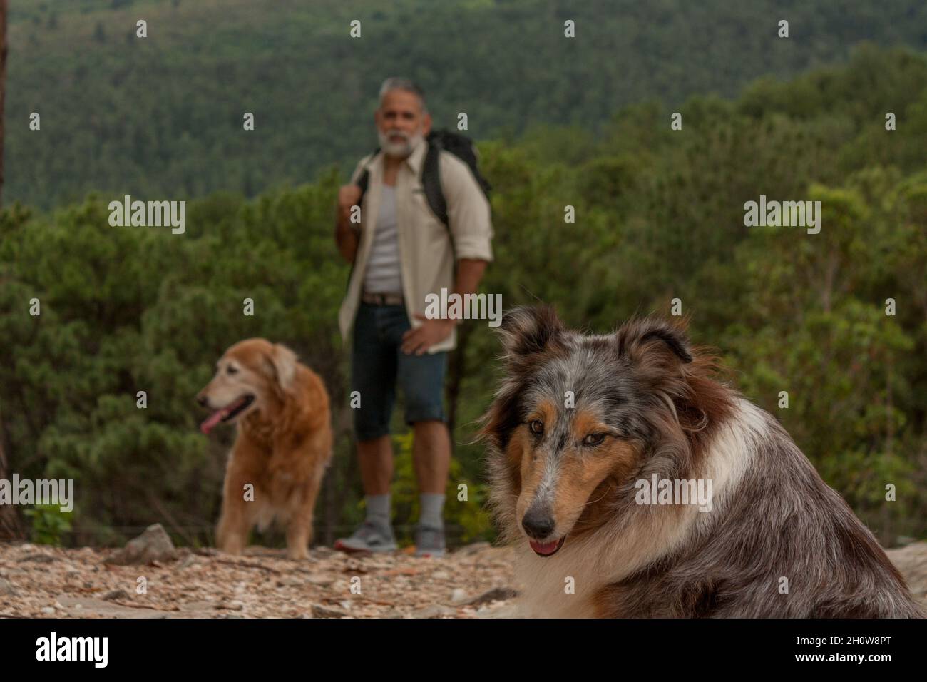 Walk in the mountains with dogs Stock Photo