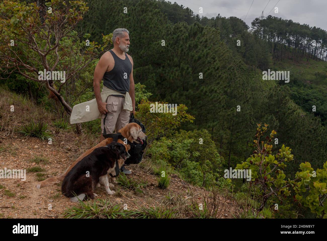 Walk in the mountains with dogs Stock Photo