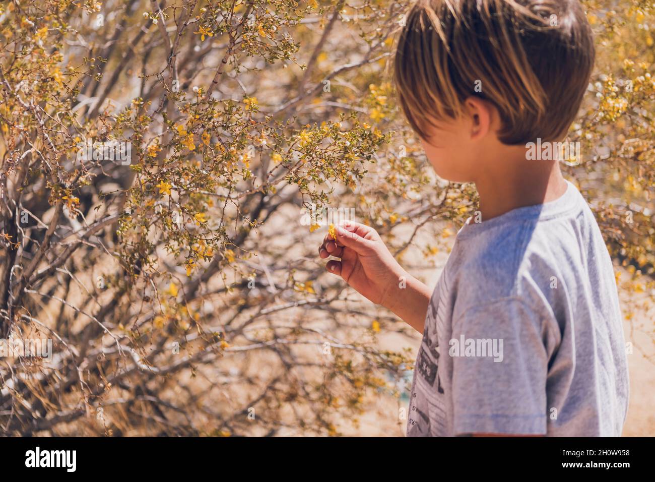 Boy touching yellow tiny flowers in the desert. Stock Photo