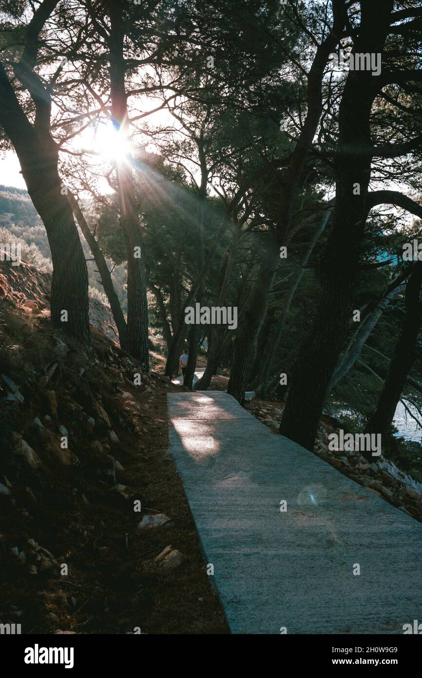 Vertical shot of a narrow paved road in the forest with sunlight ...
