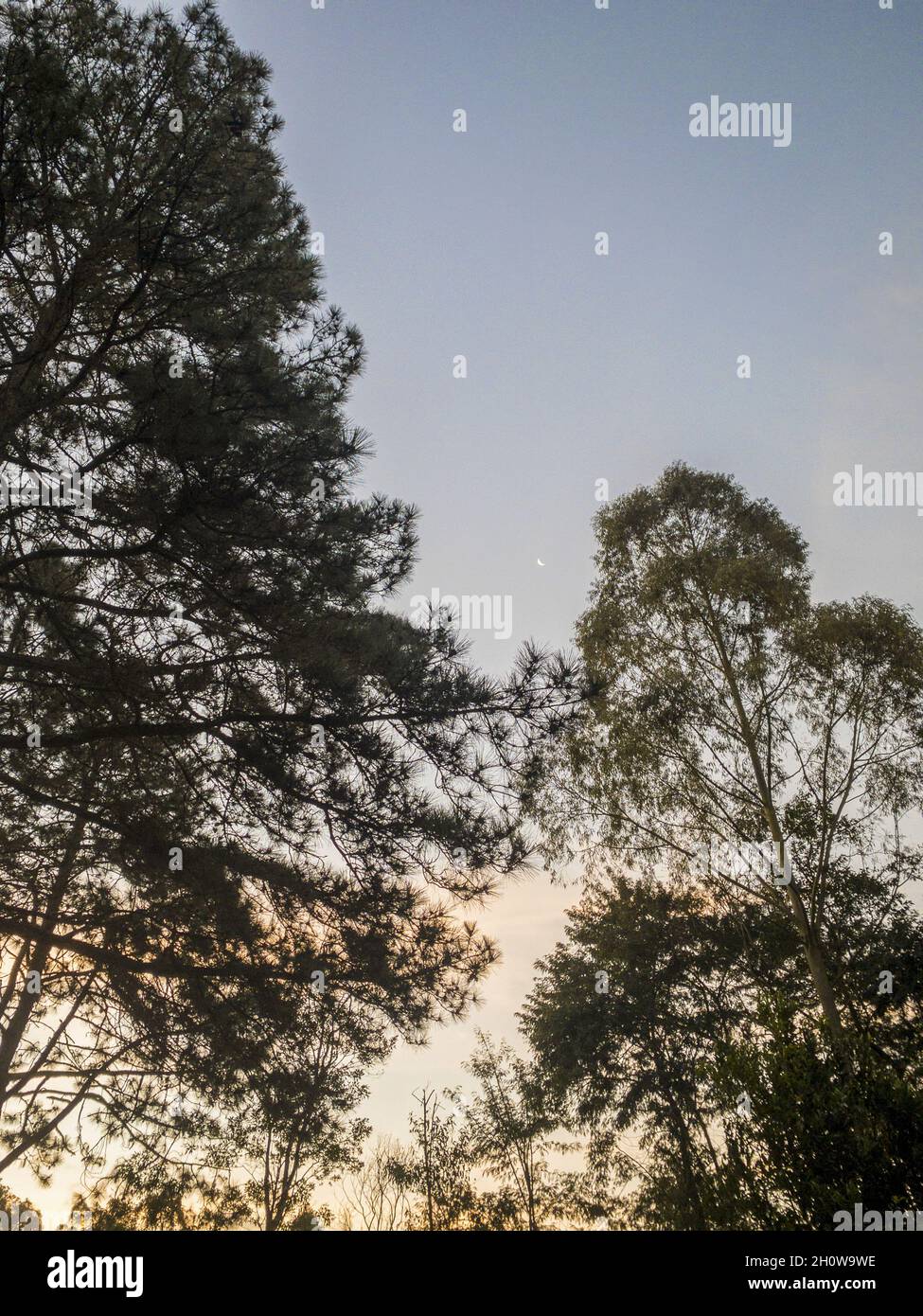 Low angle of the giant tall trees gleaming under the shiny sunset in ...