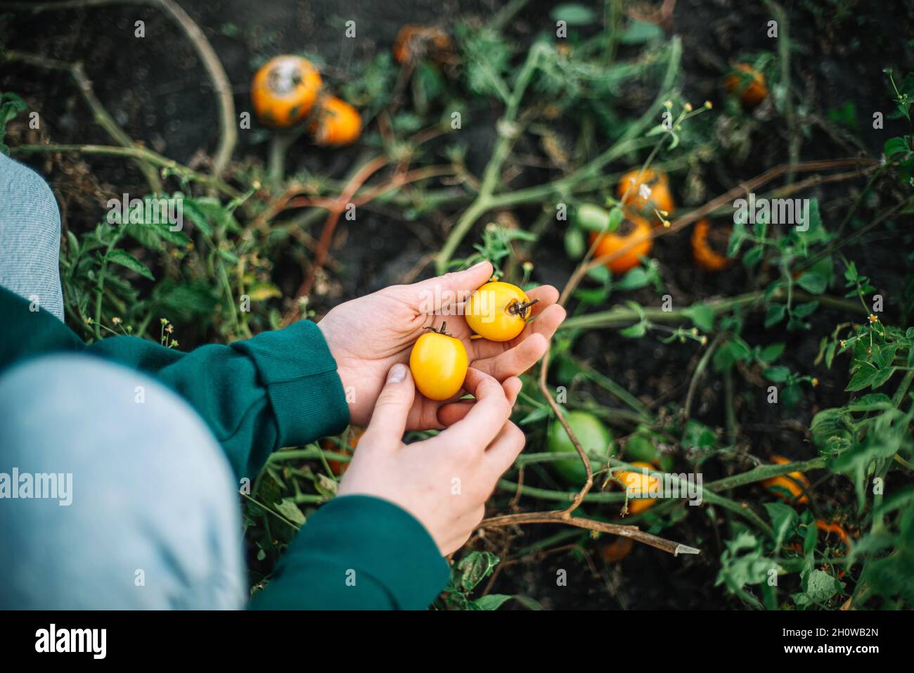 A Woman Harvests tomatoes From Her Garden Stock Photo - Alamy