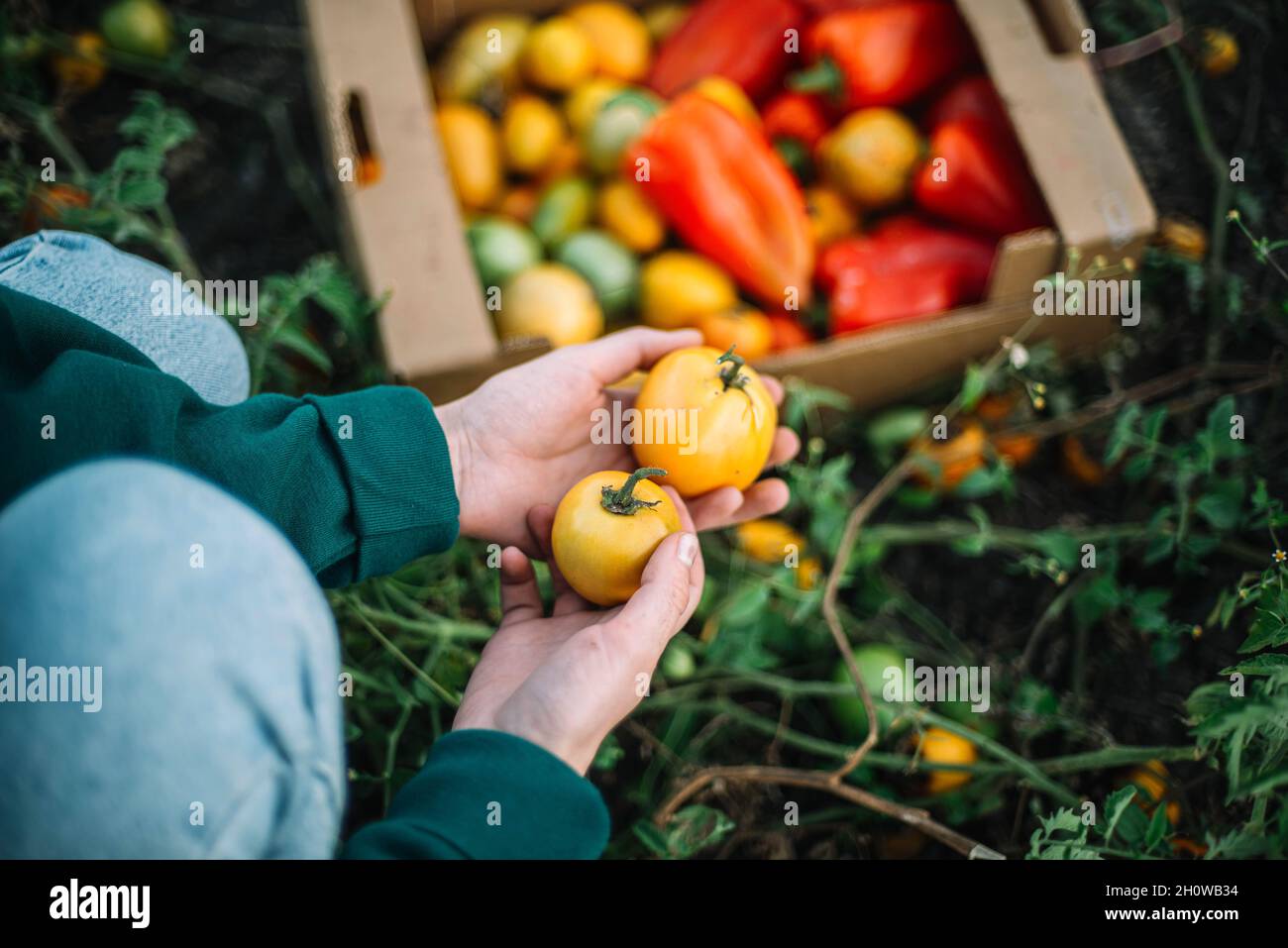 A Woman Harvests tomatoes From Her Garden Stock Photo - Alamy