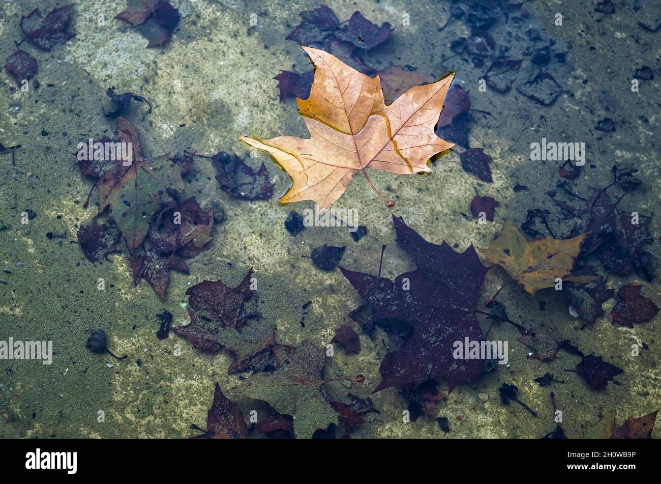 a dry leaf fallen from a tree floating on a pond of water, in the bottom decomposed leaves on a background of green algae, autumn texture, leaf of Pla Stock Photo
