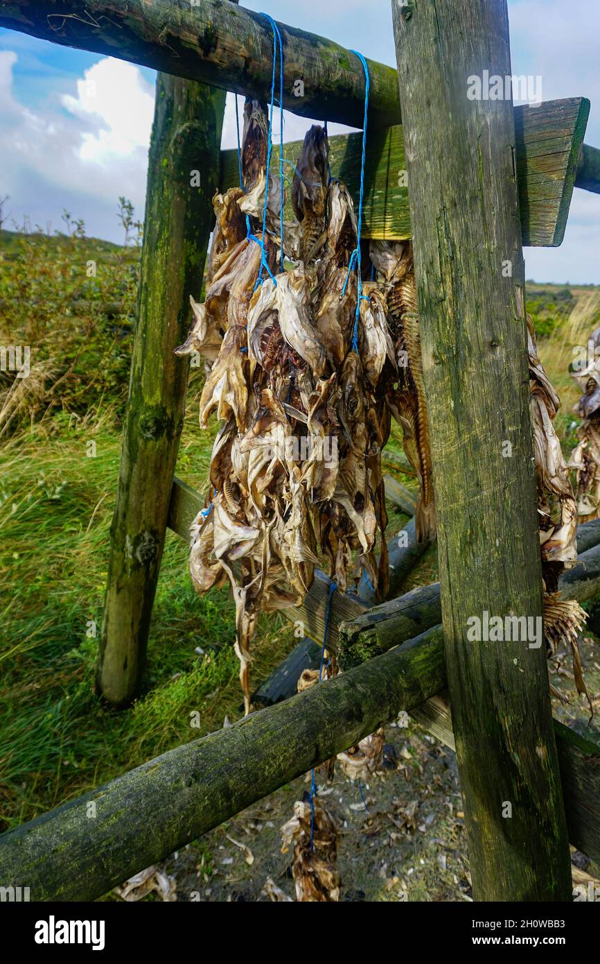 Reykjanes Peninsula, Iceland: Racks with dried cod carcasses, near Hafnarfjordur. Stock Photo