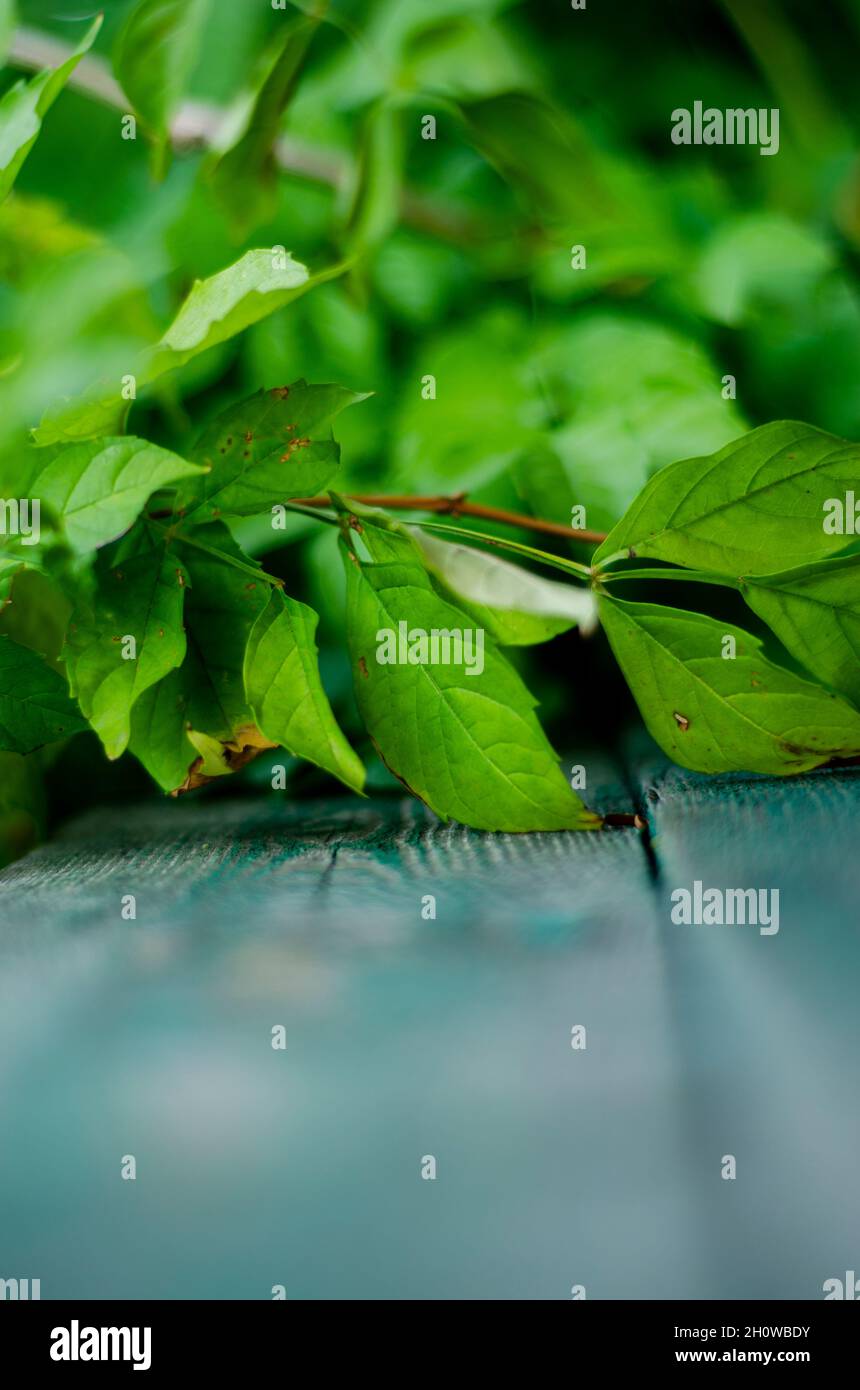 evergreen leaves on a wooden bench Stock Photo