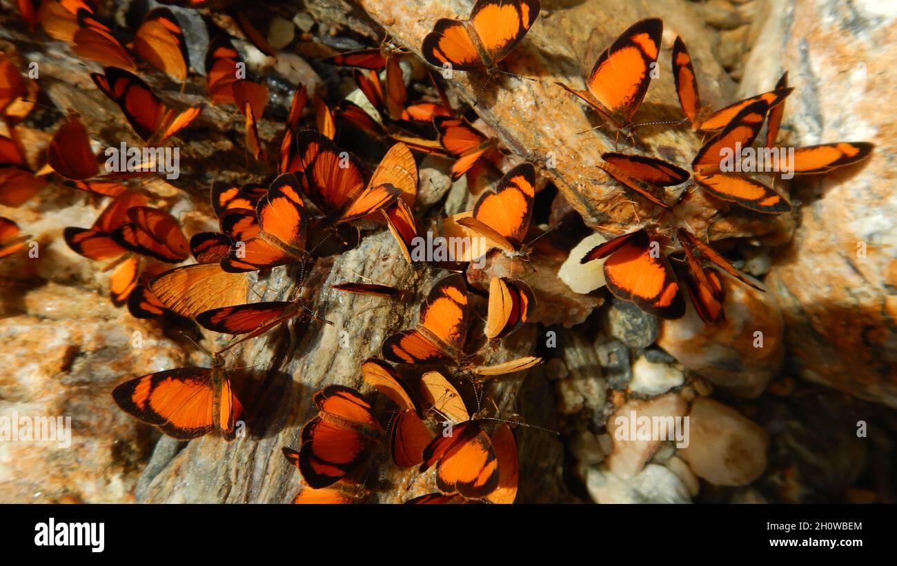 A selective focus shot of orange marpezia butterflies on a bay Stock Photo