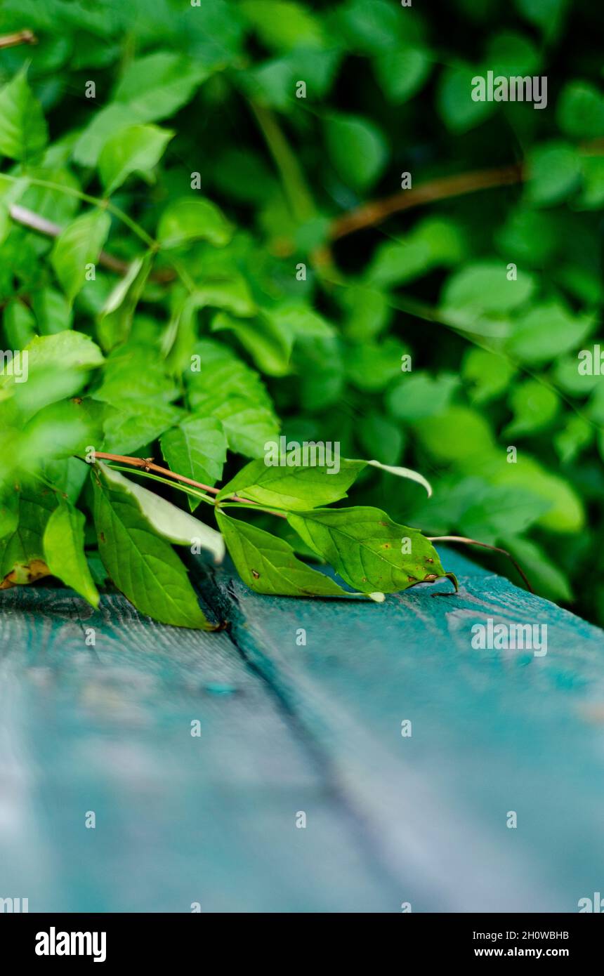 climbing plant leaves on a wooden bench, free space Stock Photo