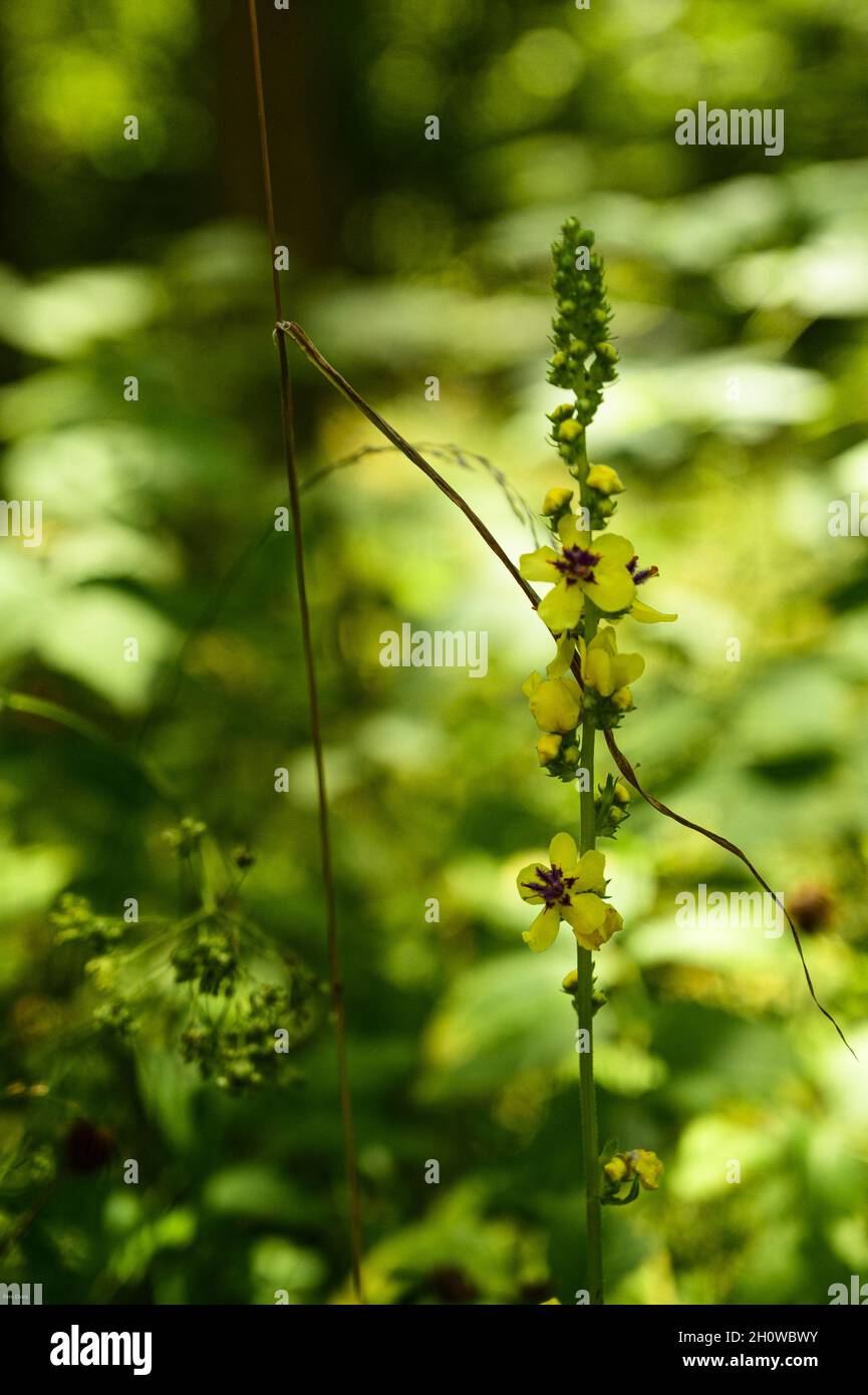 Vertical shot of Mullein flowers (Verbascum) in a garden Stock Photo