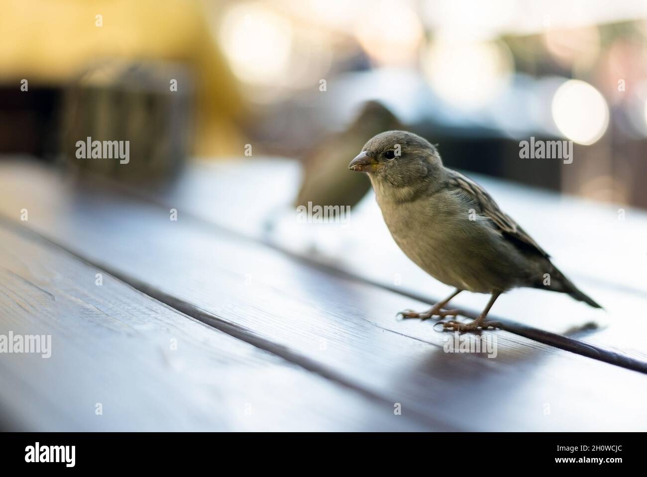 Urban sparrows in a cafe on the table. Stock Photo