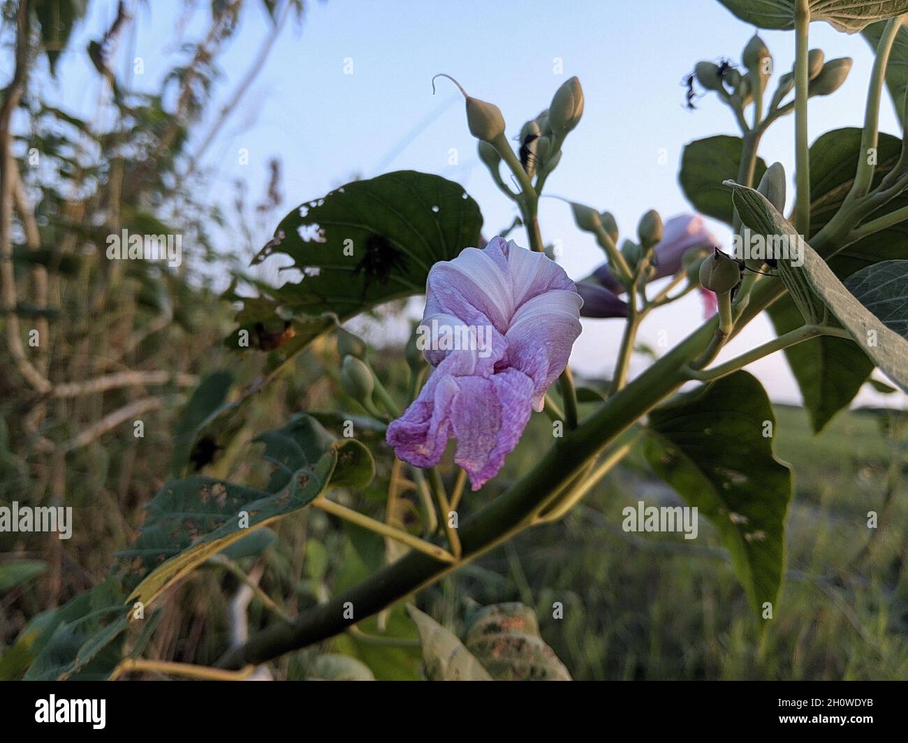 Pink morning glory flower blooming in the garden Stock Photo Alamy