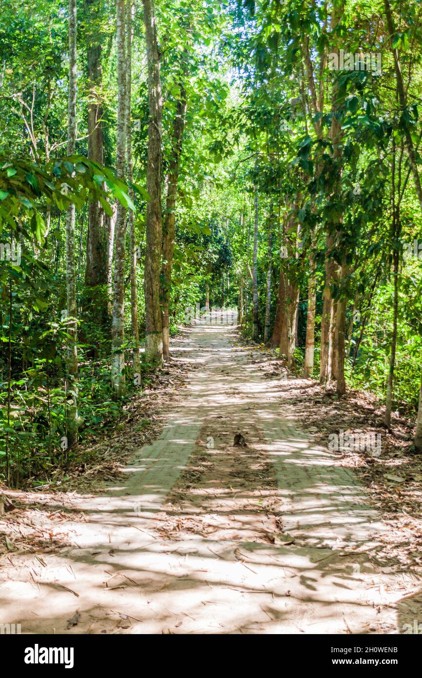 Path in Lowacherra National Park near Srimangal, Bangladesh Stock Photo