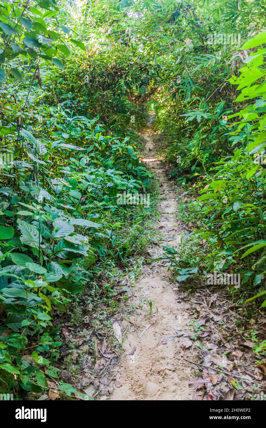 Narrow path in Lowacherra National Park near Srimangal, Bangladesh Stock Photo