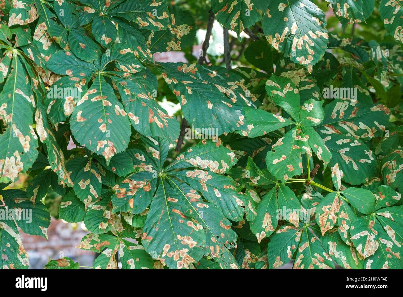 Common horse-chestnut tree leaves damaged by horse-chestnut leaf miner Stock Photo