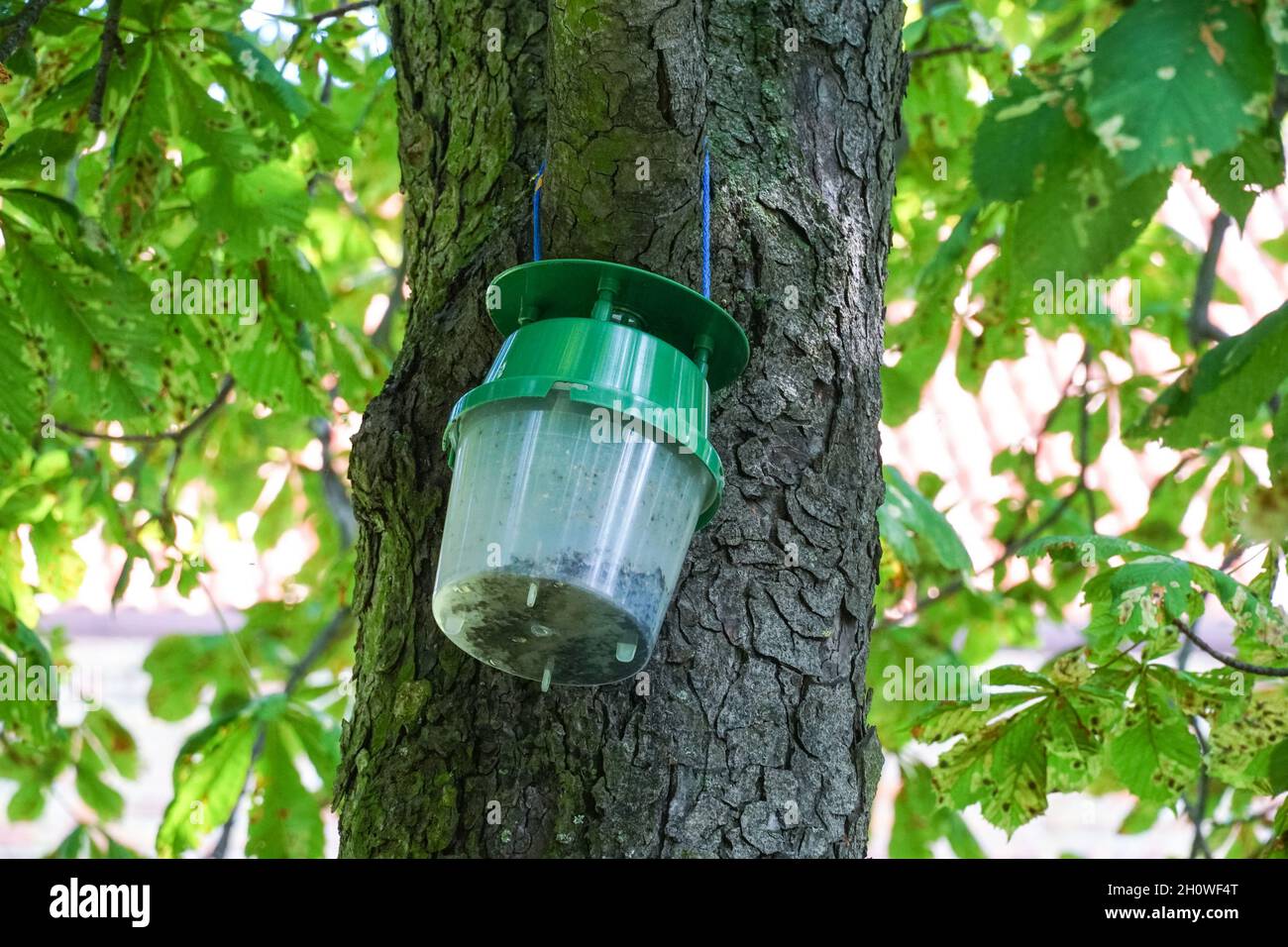 The horse-chestnut leaf miner (Cameraria ohridella) pheromone trap Stock Photo