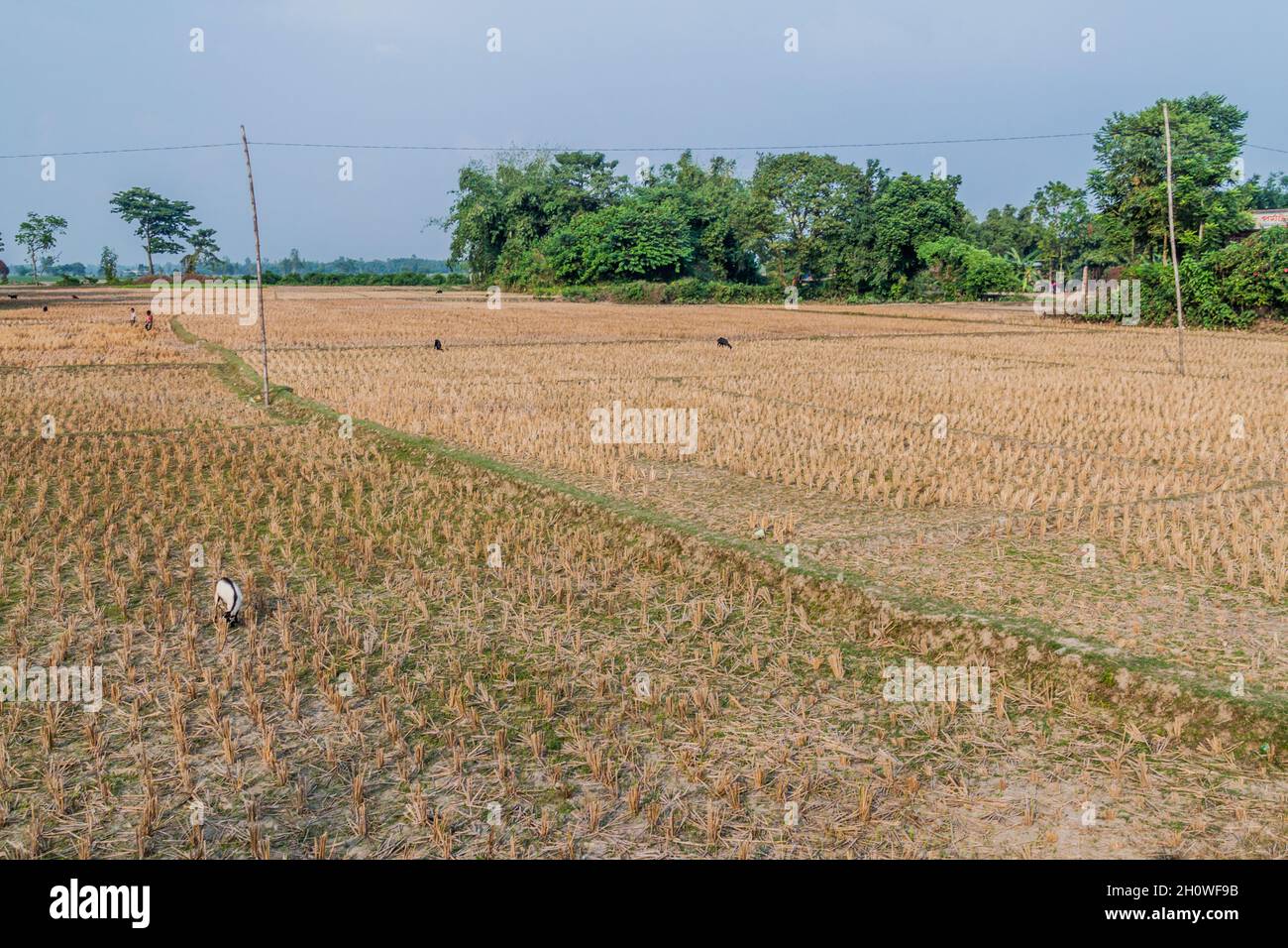 Rice paddy fields in bangladesh hi-res stock photography and images - Alamy