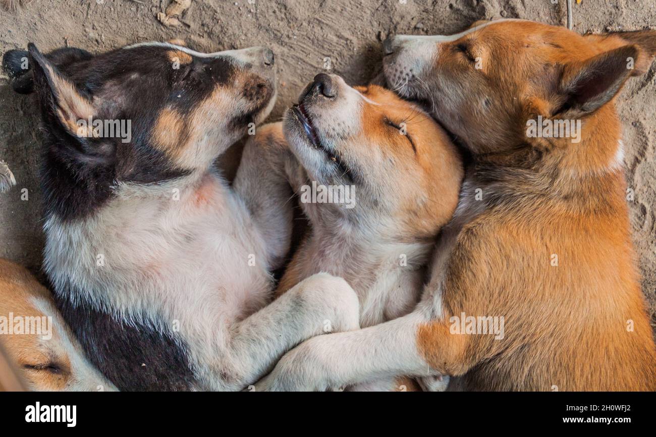 Stray dogs sleep on the ground in Rajshahi, Bangladesh Stock Photo - Alamy