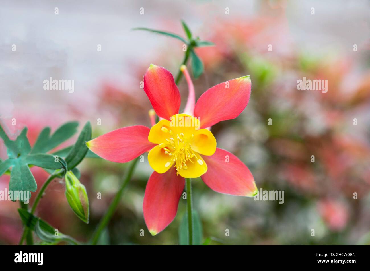 Close up of Aquilegia skinneri Tequile Sunrise flower and unopened buds in summer a fully hardy perennial also called Columbine or Grannys Bonnet Stock Photo
