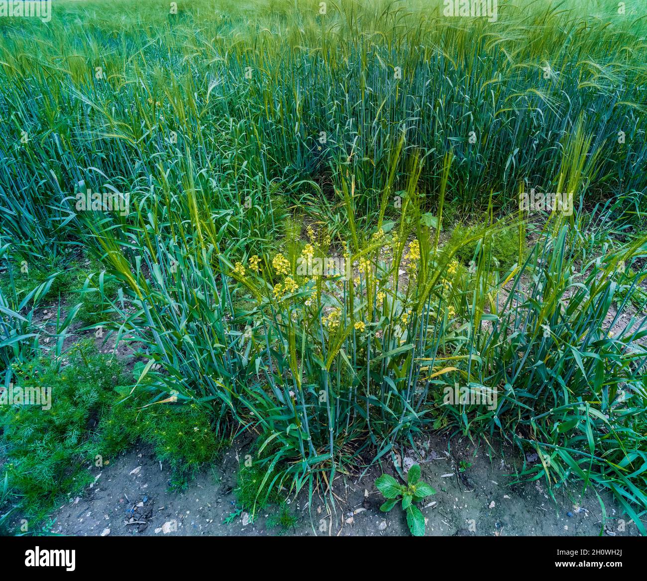 Bountiful Barley crop, Hordeum vulgare,in a wider agricultural setting