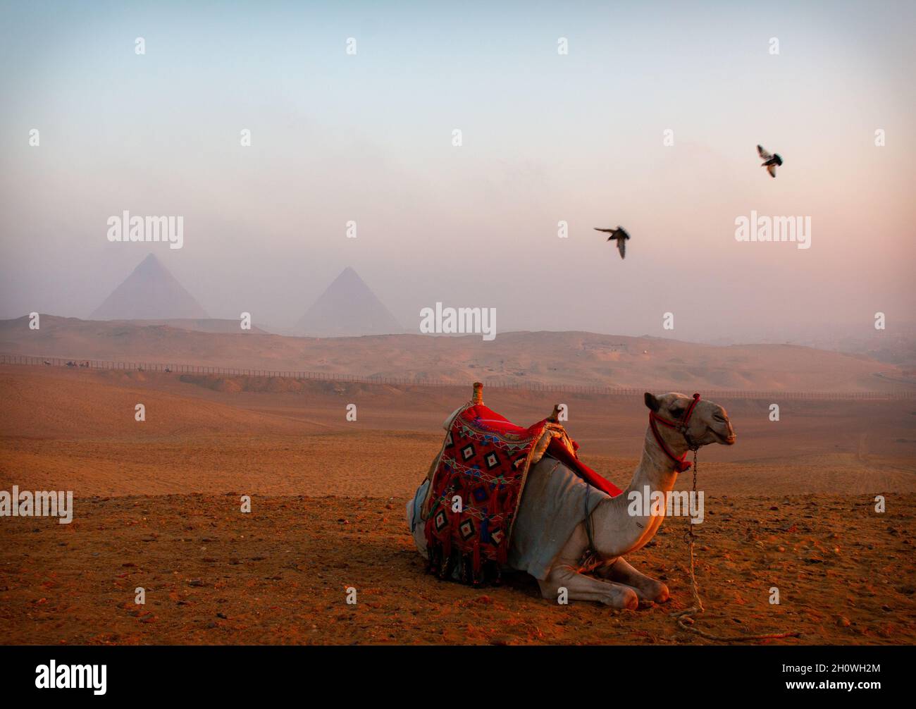 Camel ride to see the pyramids at sunrise, Giza, Egypt, March 2018 ...