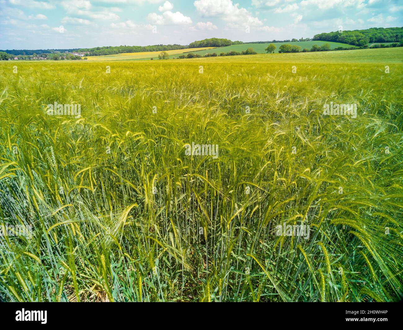 Bountiful Barley crop, Hordeum vulgare,in a wider agricultural setting