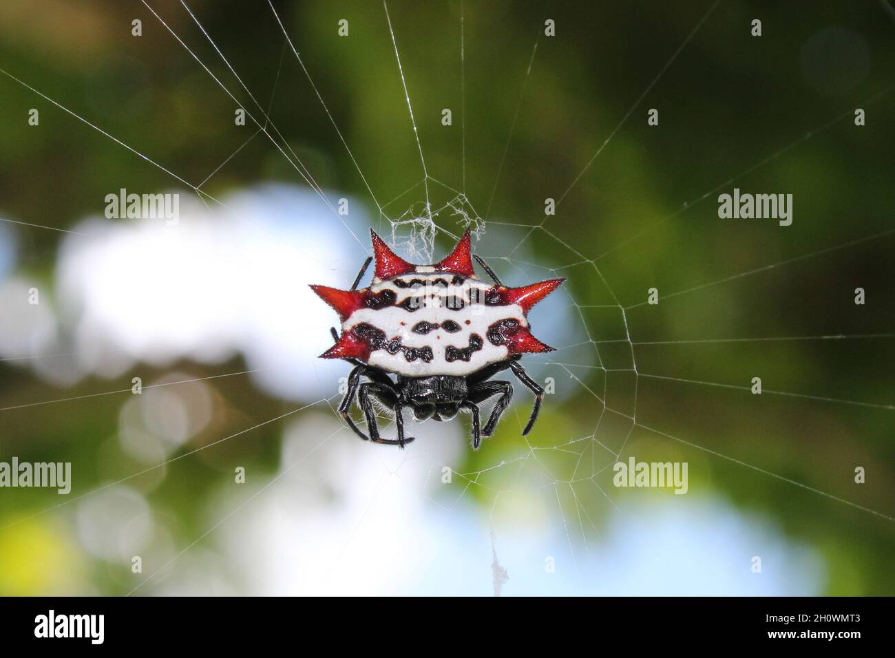 Crab-like Spiny backed Orb Weaver Spider - Gasteracantha cancriformis: Found in many parts of the Tropics in both Northern and Southern hemispheres. Stock Photo