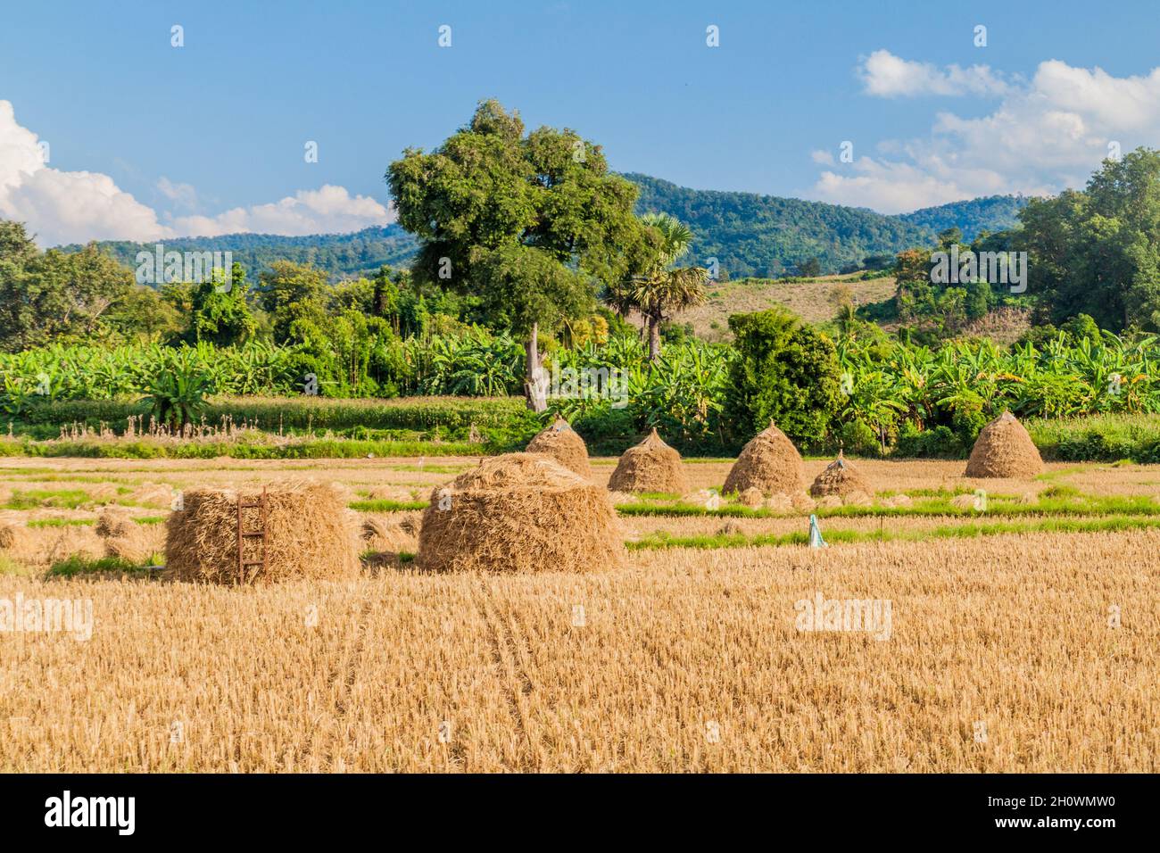 Rural landscape with rice straw stacks near Hsipaw, Myanmar Stock Photo ...