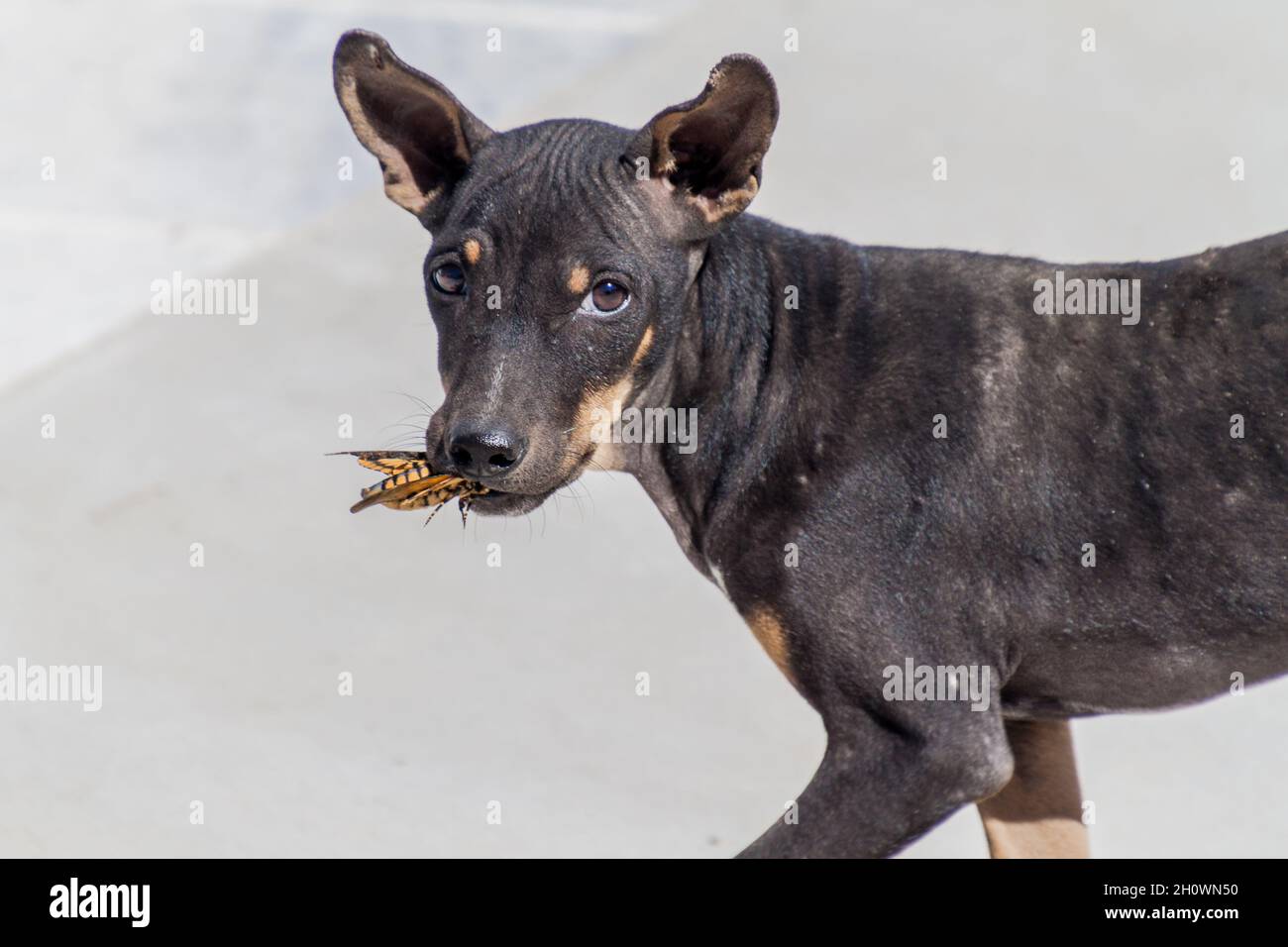 Stray dog with a big insect in Sagaing near Mandalay, Myanmar Stock ...