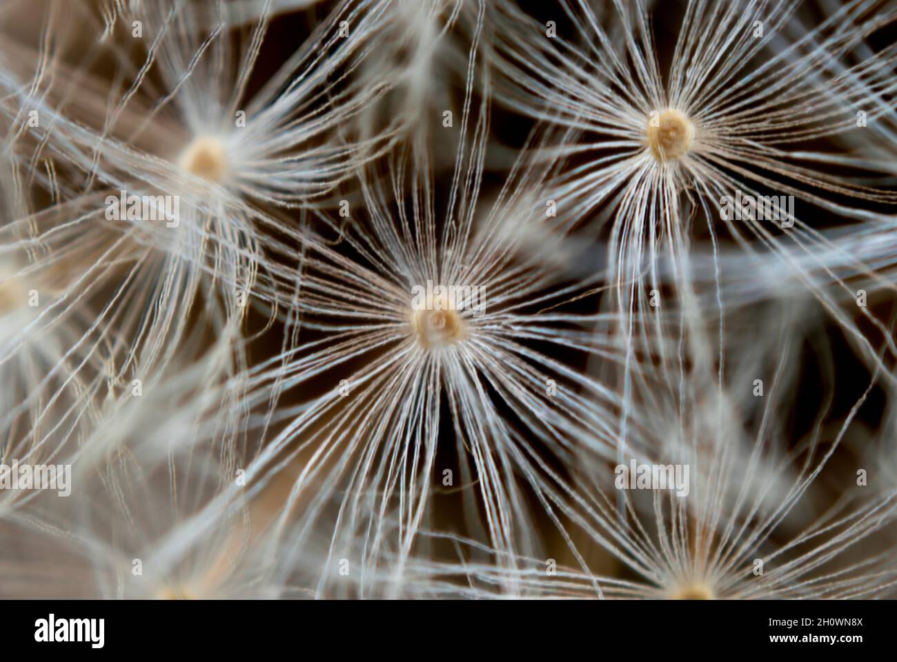 Extreme close up of a Dandelion (Taraxacum) seed head on a black background Stock Photo