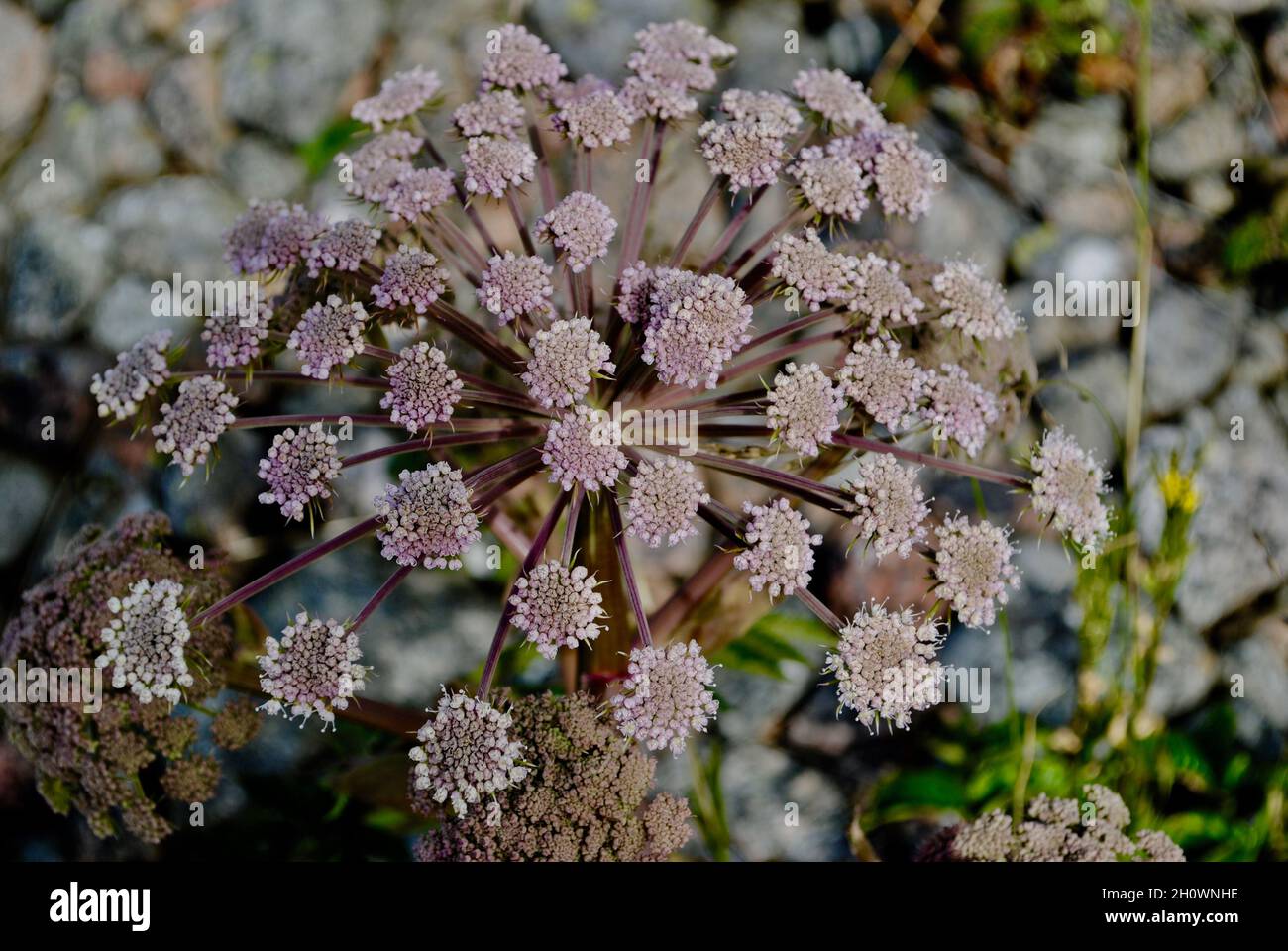 Vegetation on an island in Fjällbacka archipelago on the western ...