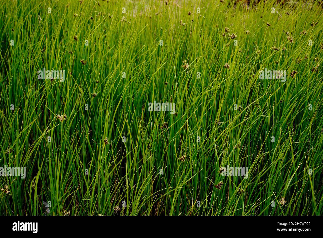 Vegetation on an island in Fjällbacka archipelago on the western ...