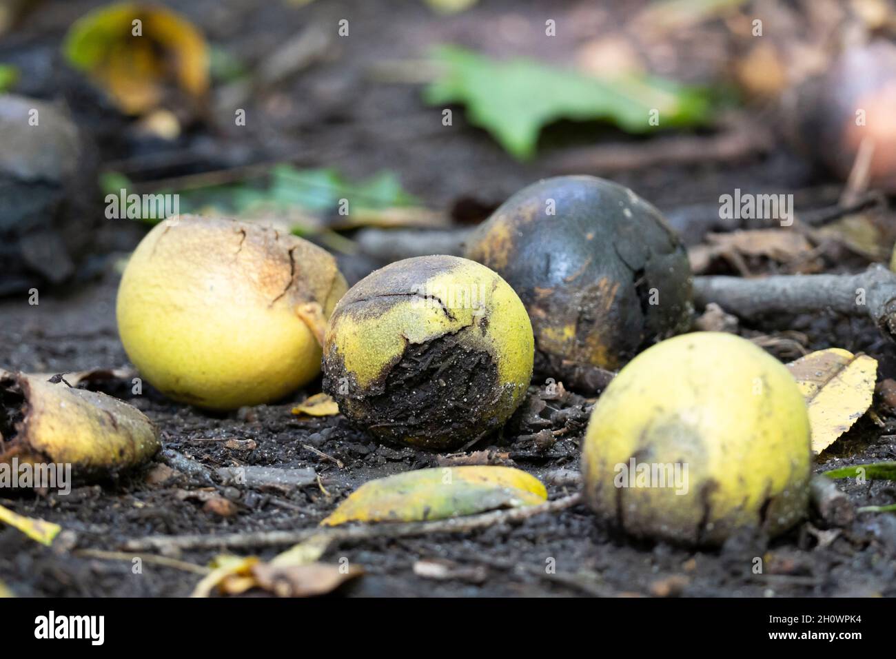 Black Walnut Fruit (Juglans nigra) Stock Photo