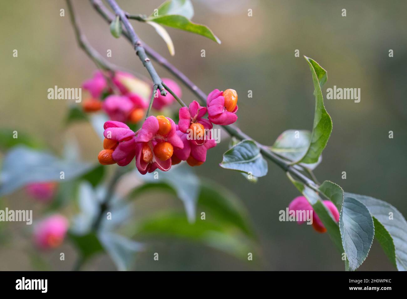 Spindle Tree, Shrub (Euonymus europaeus), European Spindle Stock Photo