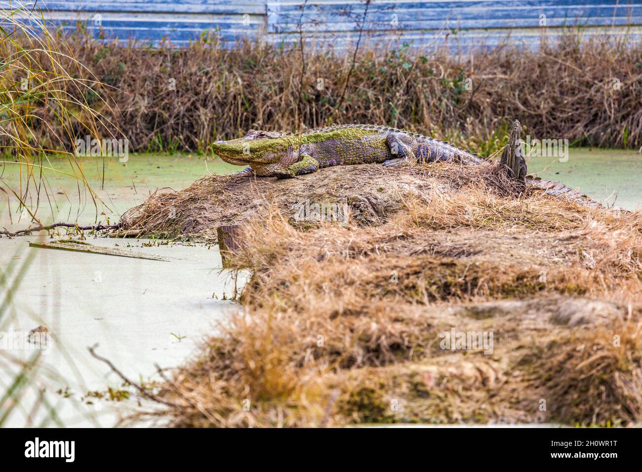 Adult alligator (Alligator mississippiensis) on a bog in the marsh near Pascagoula, Mississippi Stock Photo