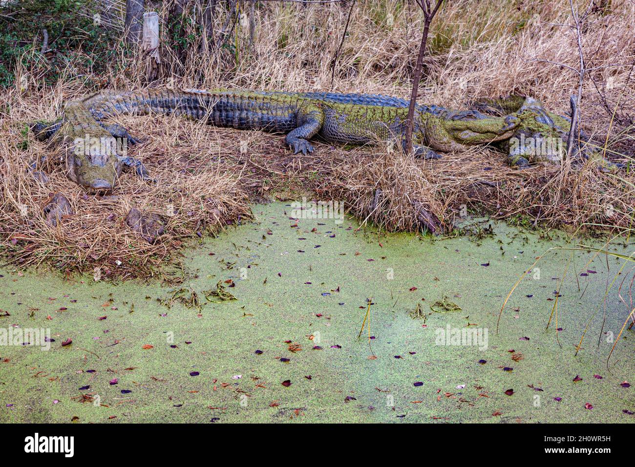Three alligators (Alligator mississippiensis) in a boggy marsh near Pascagoula, Mississippi Stock Photo