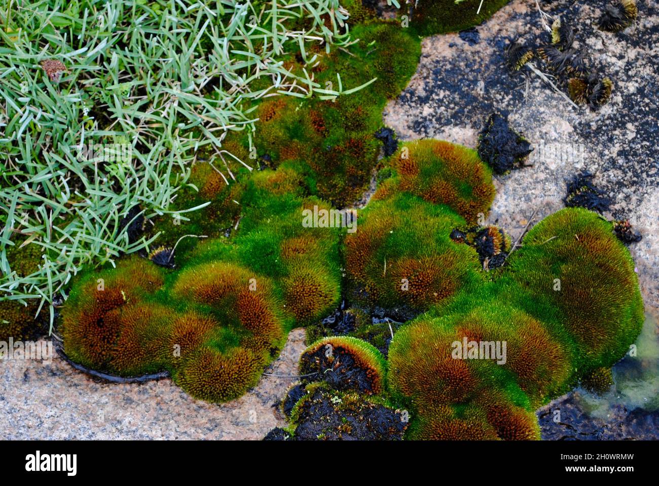 Vegetation on island in Fjällbacka archipelago on the Swedish westcoast ...