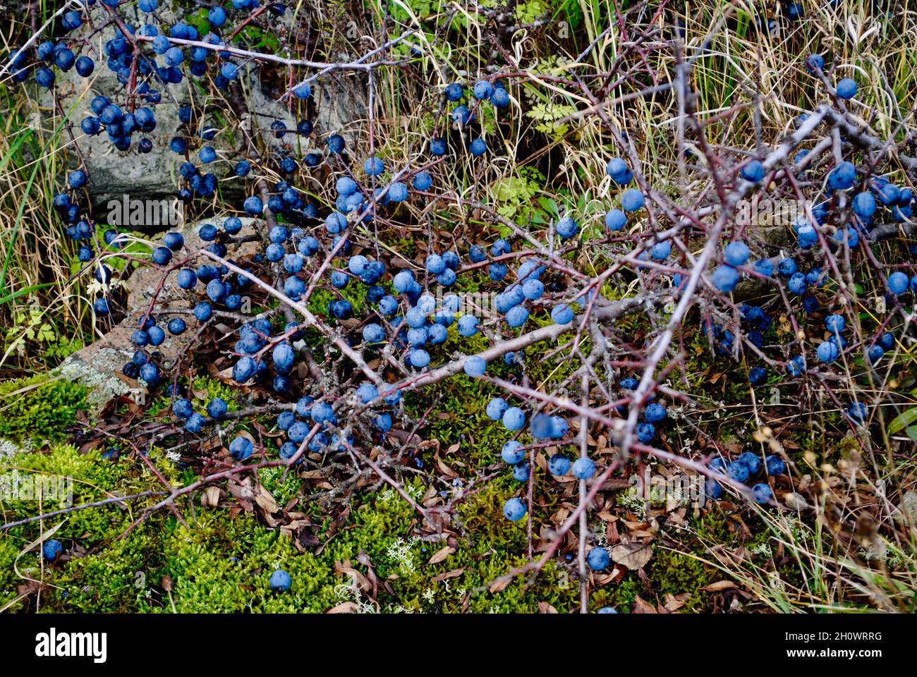 Late autumn vegetation on an island in Fjällbacka archipelago outside Fjällbacka village Stock Photo