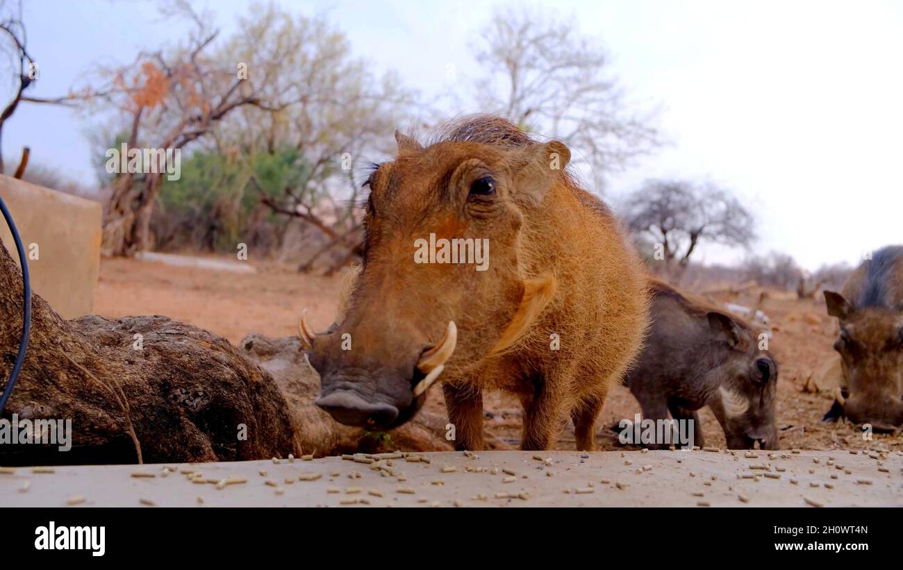 A photo of the head of a warthog Stock Photo