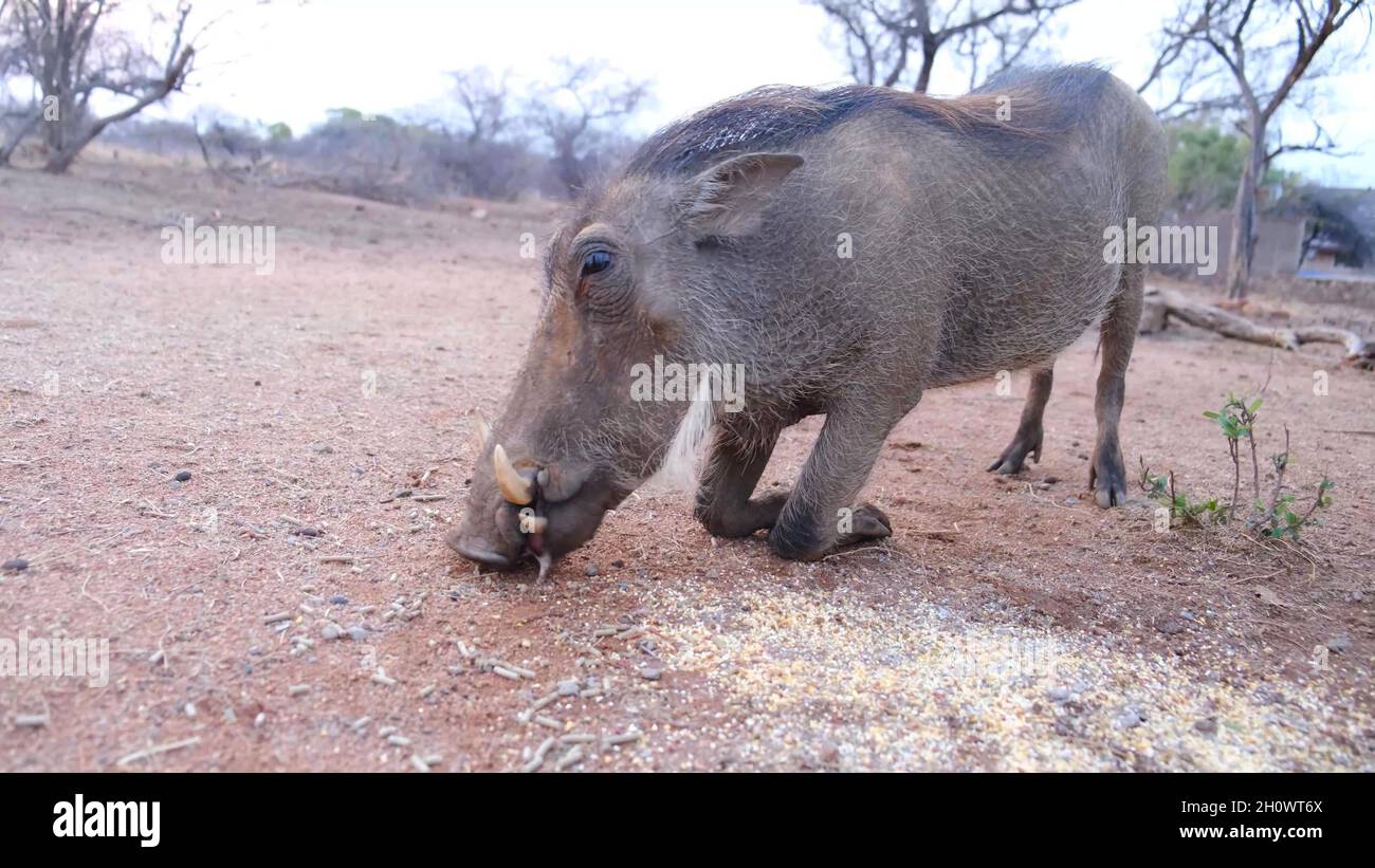 Eating A Razorback illustration of a wild boar or razorback Stock Photo - Alamy