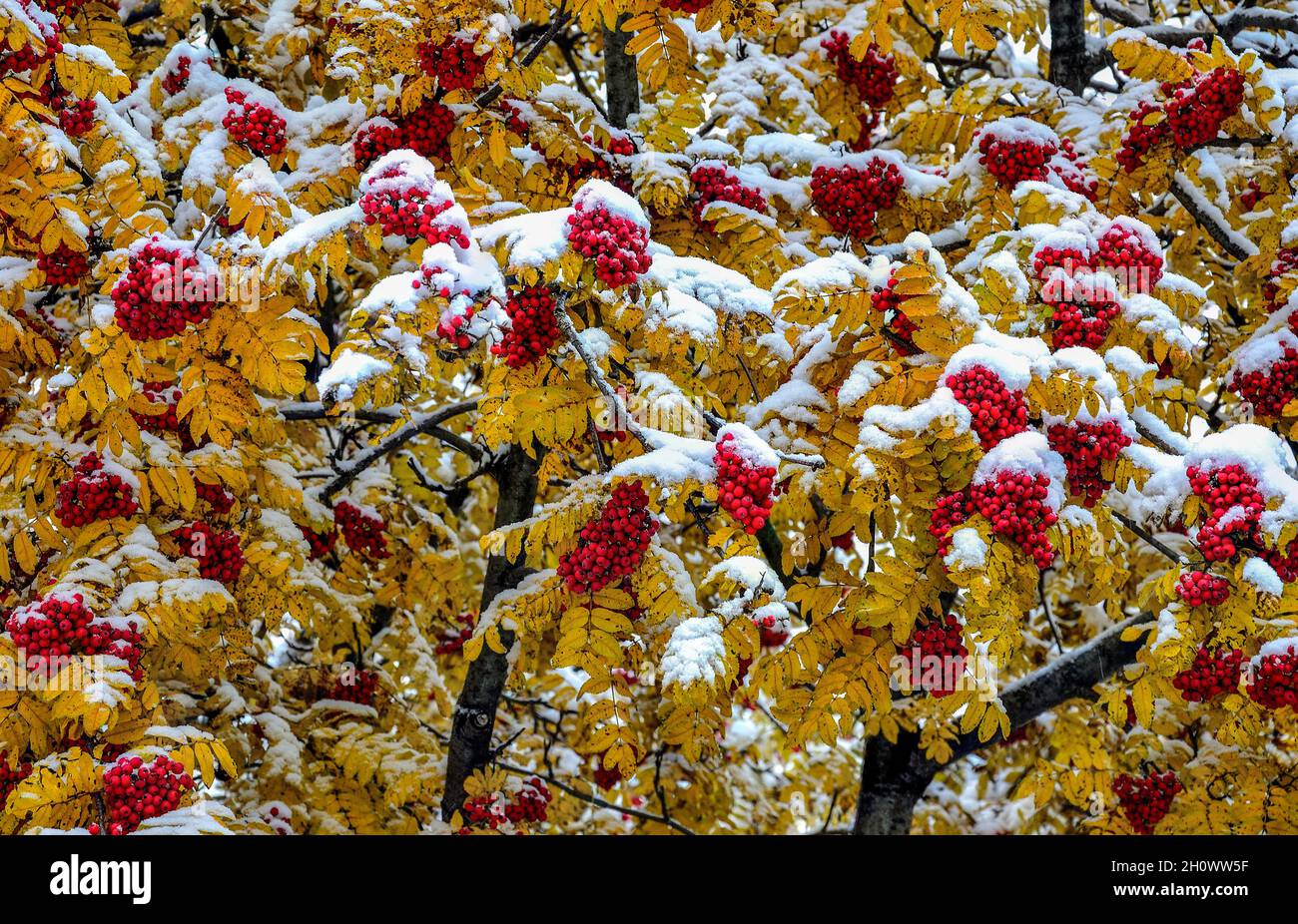 First snow on colorful fall foliage and red berries of rowan tree branches after snowfall. Seasonal background - wonderful scene of seasons changing. Stock Photo