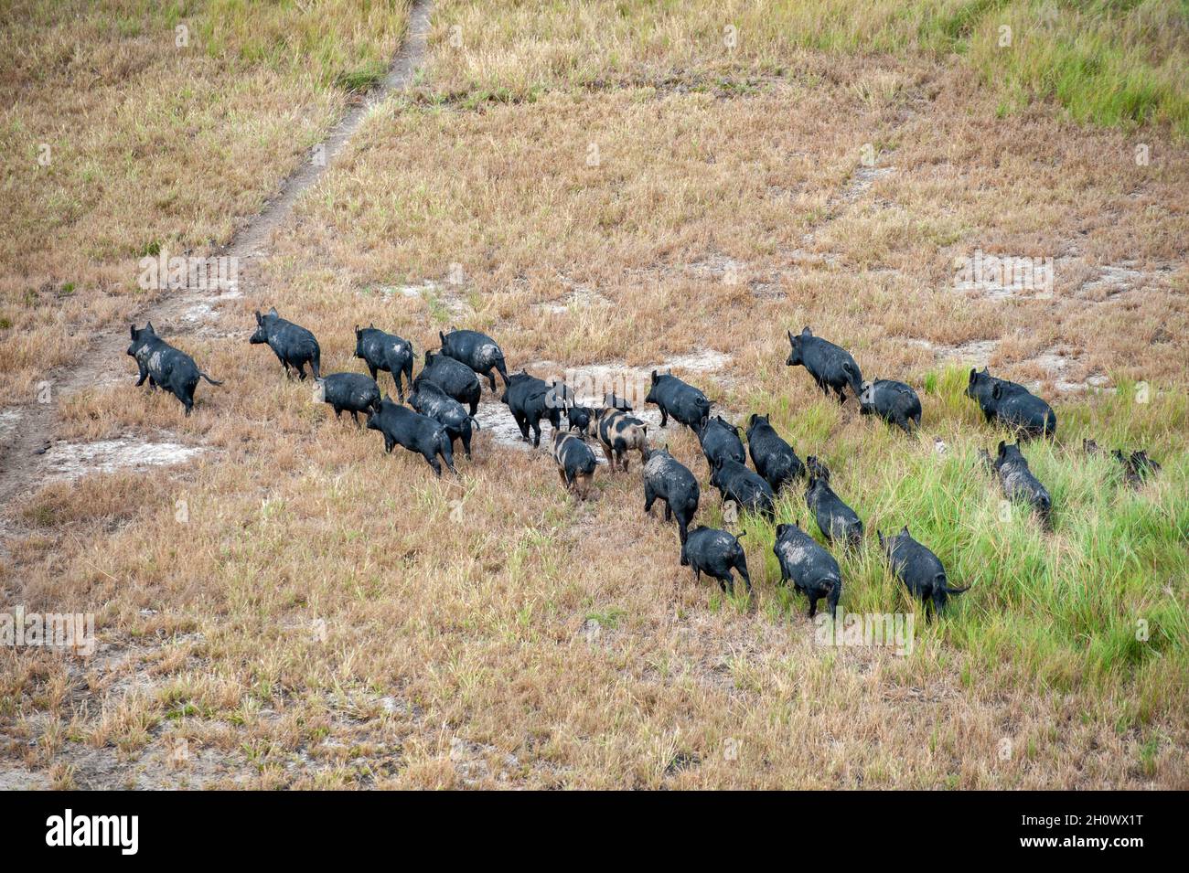 wild feral pigs  near the gulf of carpentaria North Queensland, Australia. Stock Photo