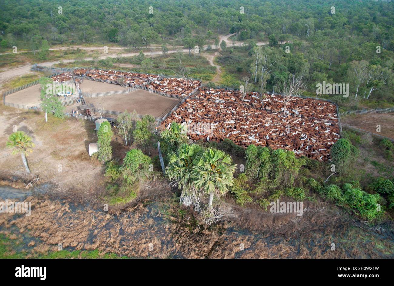 mustering braham cattle  on the flood plains near the gulf of carpentaria North Queensland, Australia. Stock Photo