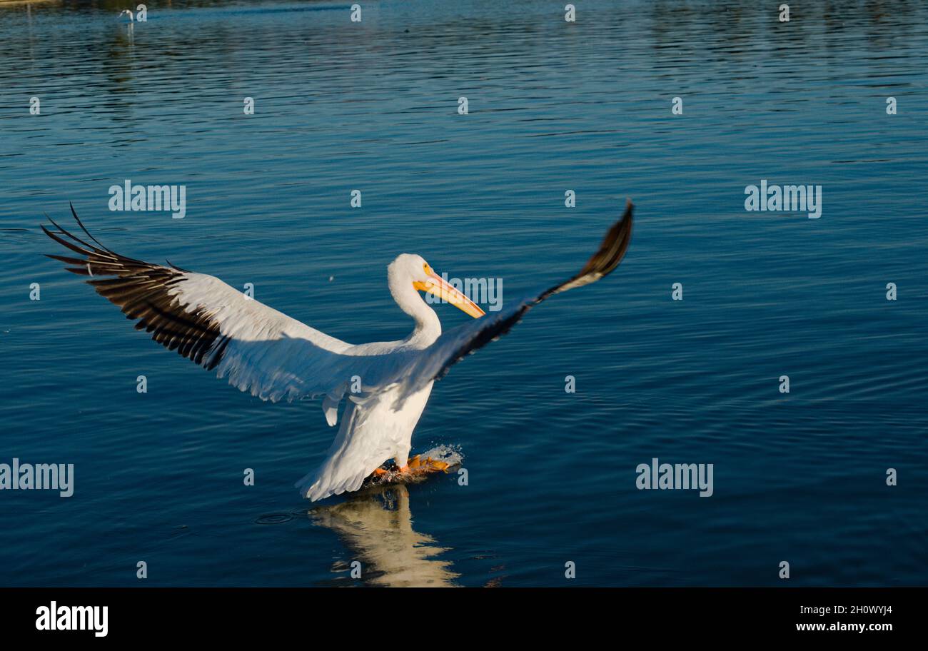 We have take off, colorful great white pelican starts to fly at lake Balboa in valley park of LA, CA.  Nature's finest creation with unusual style. Stock Photo