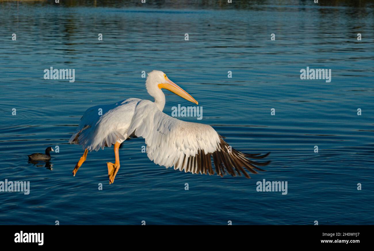 We have take off, colorful great white pelican starts to fly at lake Balboa in valley park of LA, CA.  Nature's finest creation with unusual style. Stock Photo