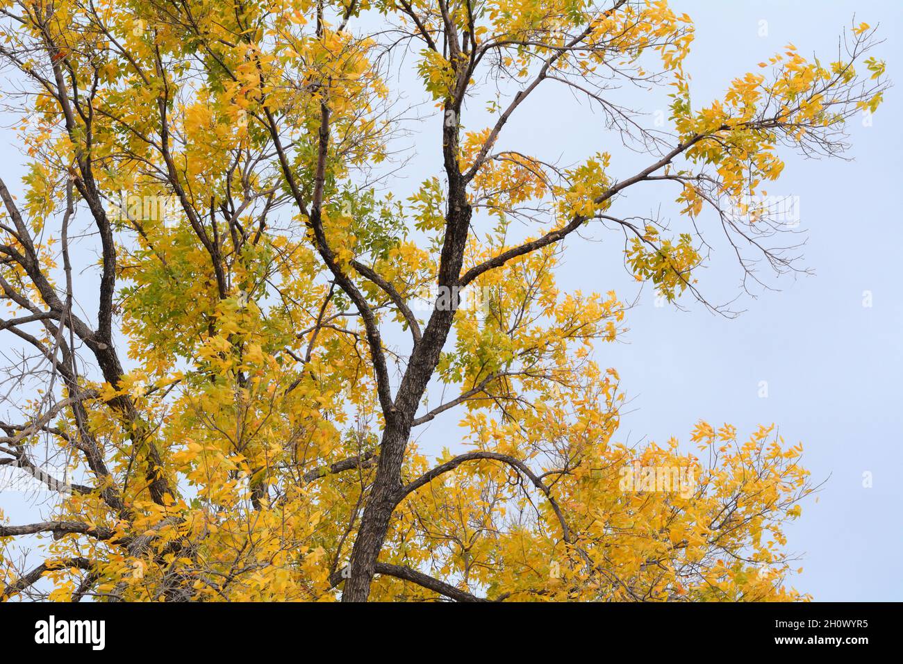 Golden autumn leaves of ash tree on overcast rainy day Stock Photo