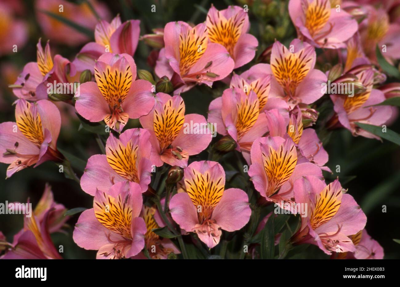 BEAUTIFUL PINK ALSTROEMERIA FLOWERS (KNOWN AS PERUVIAN OR CHILEAN LILIES  Stock Photo - Alamy