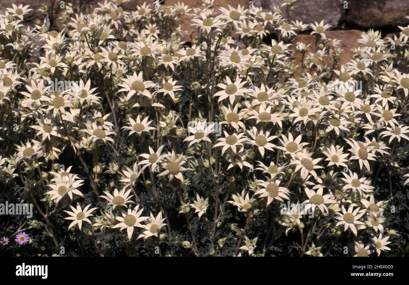 FLANNEL FLOWERS (ACTINOTUS HELIANTHI) AUSTRALIA Stock Photo